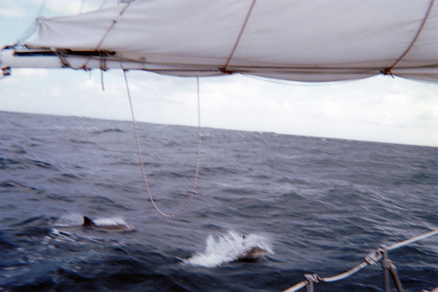 Porpoise Keeping Pace