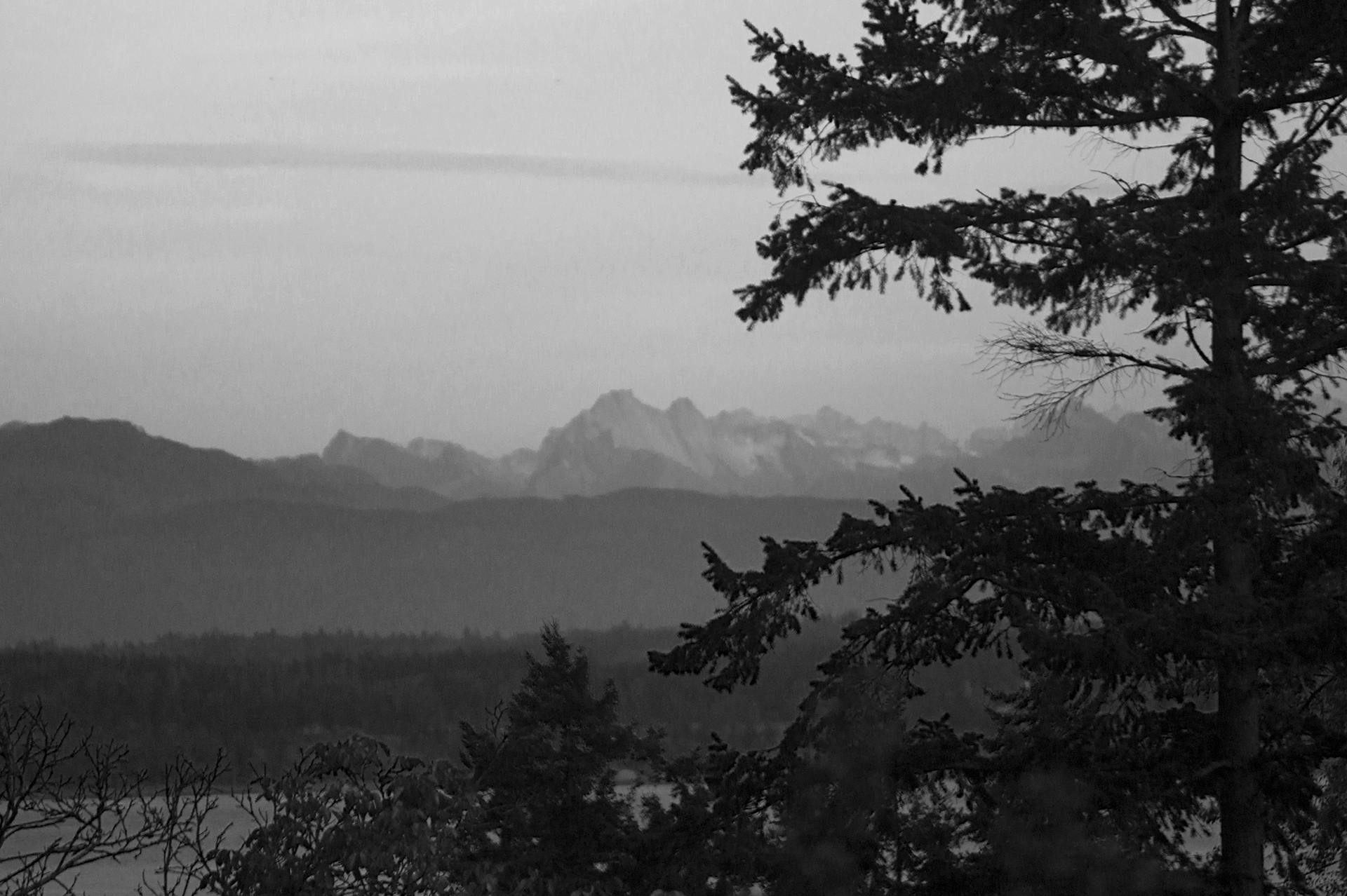 B&W photo Lonely Fir